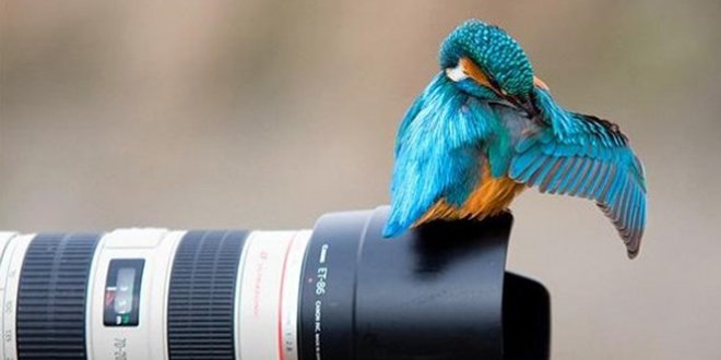 portalraizes.com - 10 fotos incríveis do mundo animal tiradas na hora certa